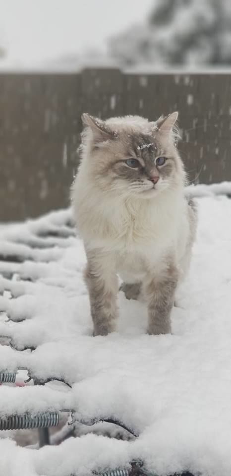 Snow in Tucson